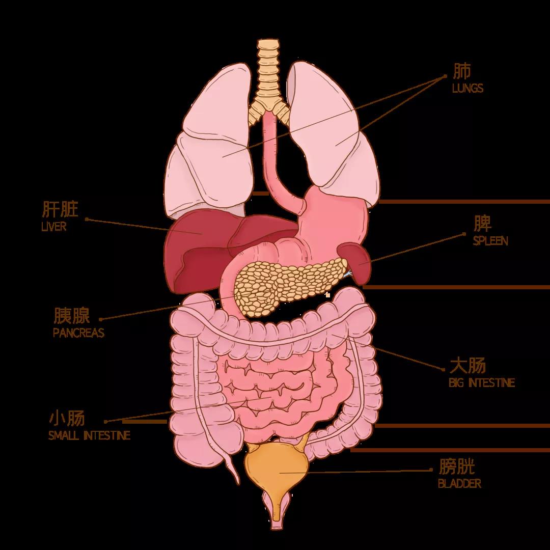 一、 胰腺的位置、形态和结构-胰腺外科-医学