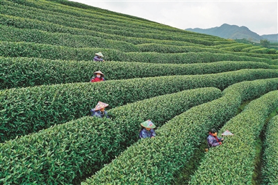 春茶热销背后茶园拂来金融春风