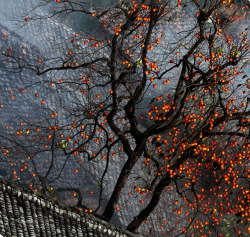 松阳采风照-柿柿如意,陈亚谊.jpg