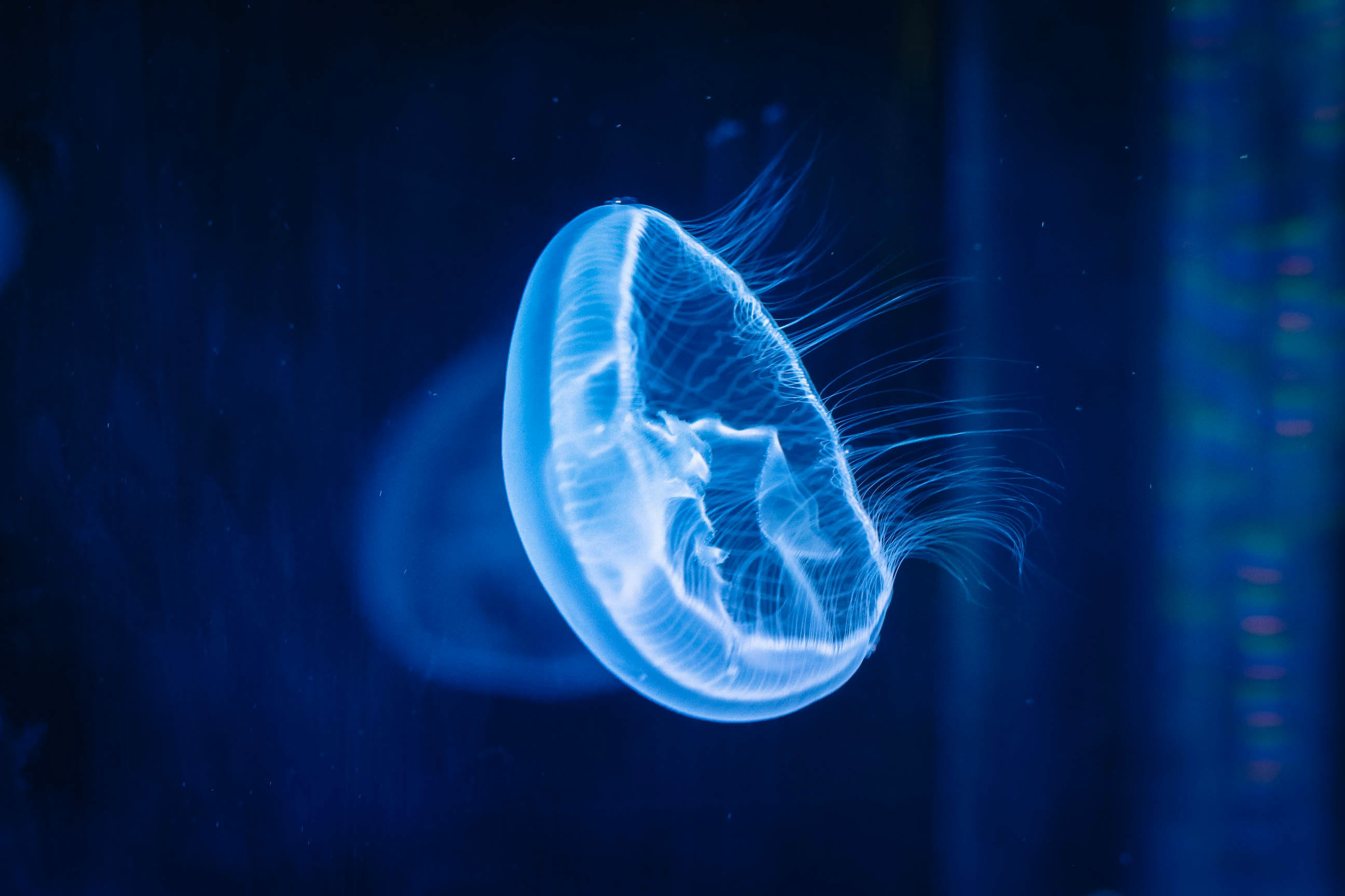 关于水母的一些尝试|三维|人物/生物|个例VFX - 原创作品 - 站酷 (ZCOOL)