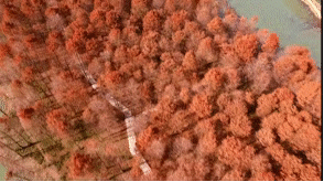 IMG_3229.GIF