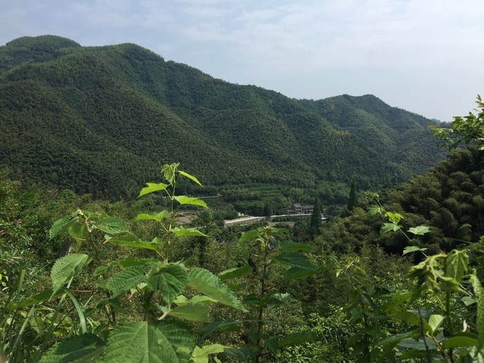 大雷山古道----龙舞竹海2.JPG