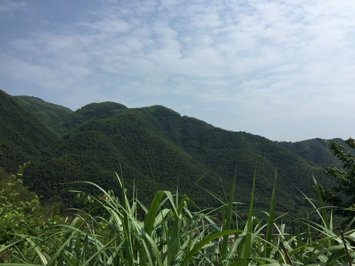 大雷山古道----龙舞竹海1.JPG