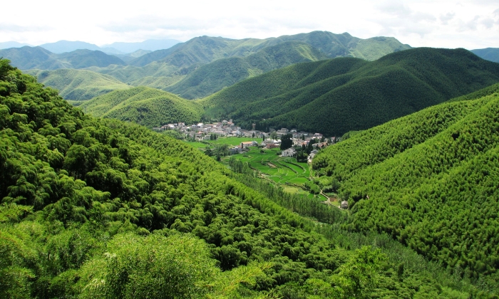 莫干山古道森林景观.jpg