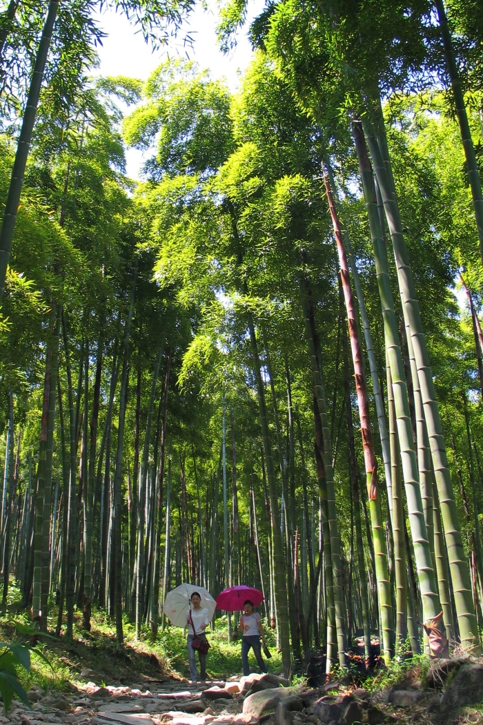莫干山古道.jpg
