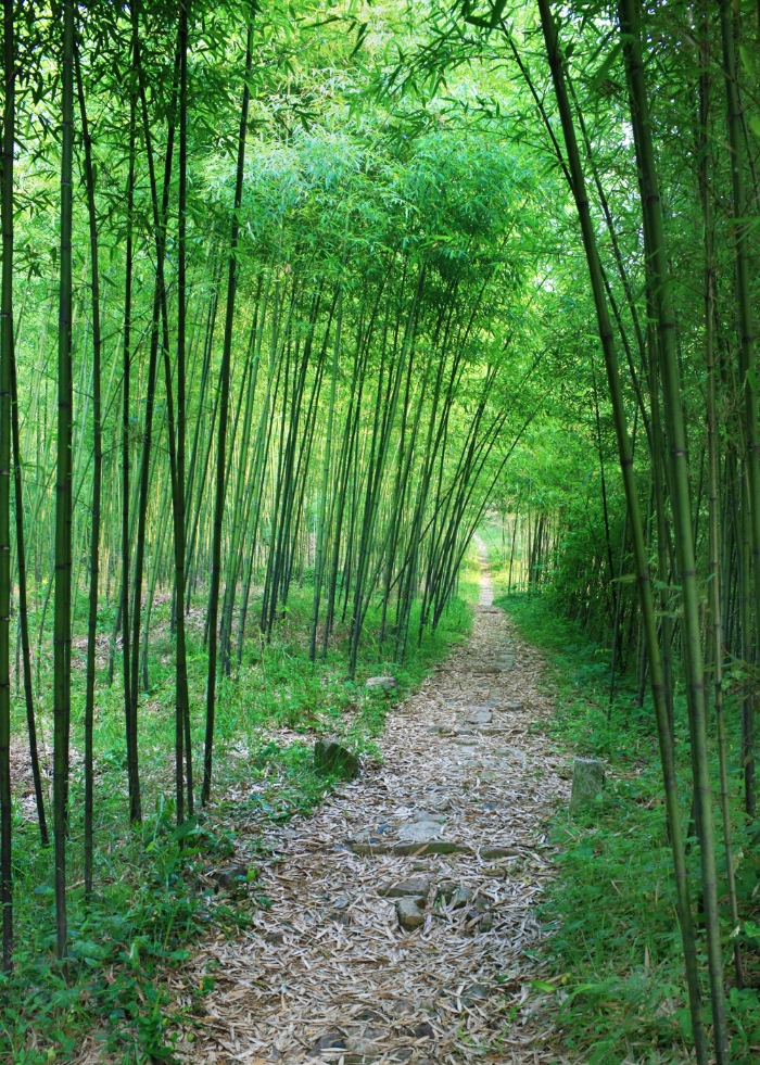 莫干山古道(莹石矿上面).jpg