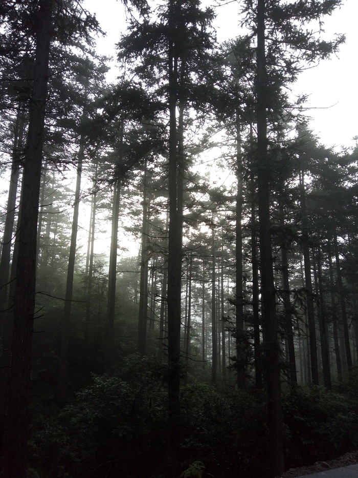 独山杉木精品园.jpg