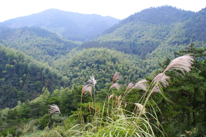 翠竹.JPG
