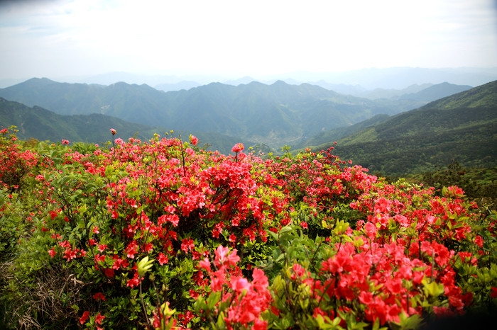 杜鹃花海.JPG