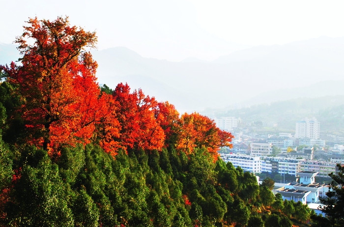 文成大会岭松龙岭红枫古道_雷忠义.JPG
