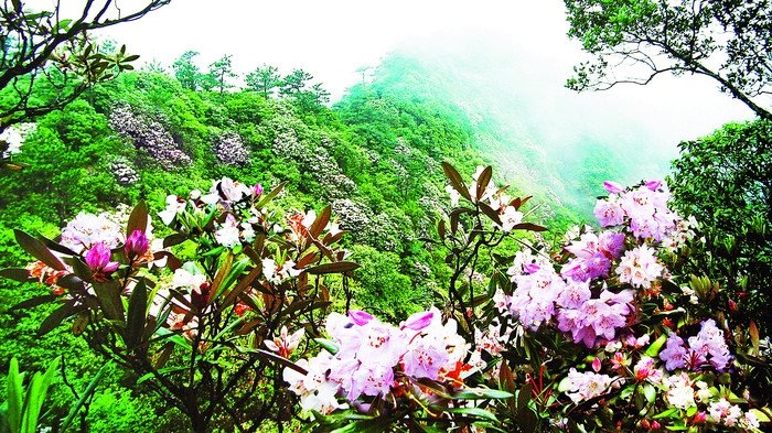 松阳浙南箬寮原始林杜鹃花海4.jpg