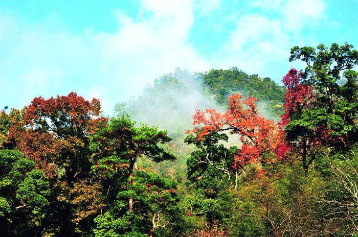 松阳浙南箬寮原始林杜鹃花海 (2).JPG