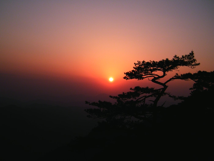 松阳浙南箬寮原始林杜鹃花海 (1).JPG