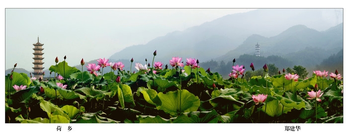 武义县十里荷花省级湿地公园1.jpg