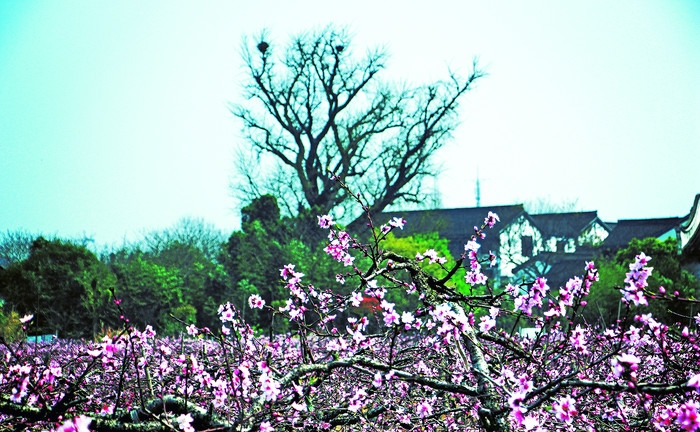 嘉兴梅花洲景区04.jpg