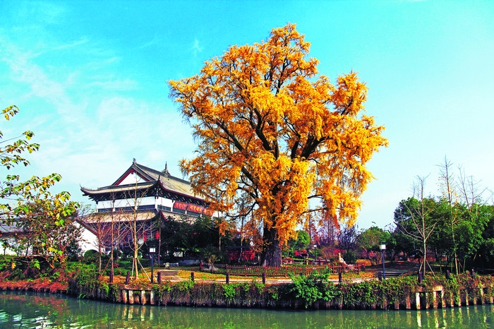 嘉兴梅花洲景区.JPG