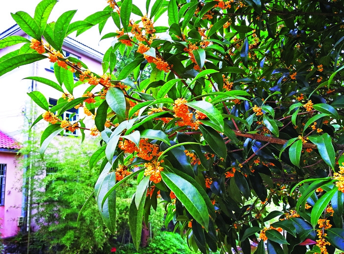 婺城安地十里桂花长廊2 (2).jpg
