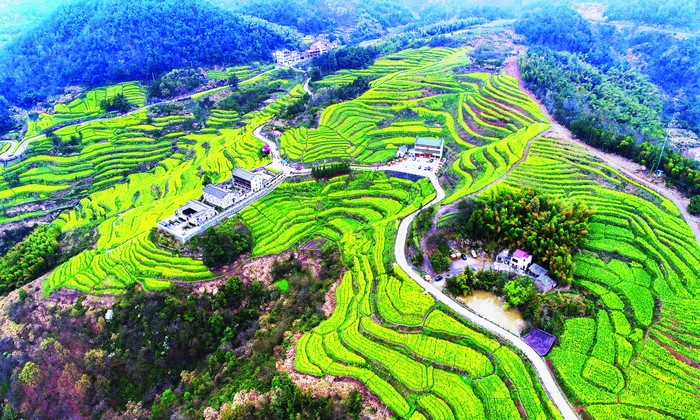 浦江民生花海 (2).jpg