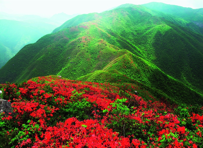 龙游绿葱湖高山杜鹃.jpg