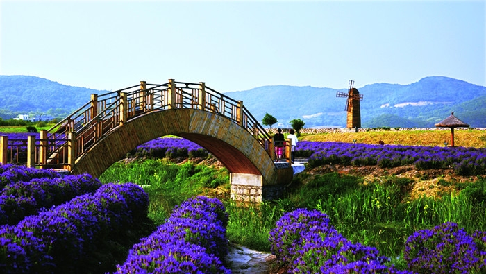 普陀百亩香草园2 (1).jpg