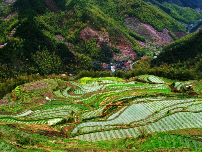 岩下村梯田.jpg
