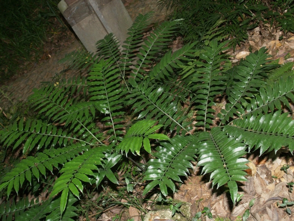 福建观音座莲 植株_1.jpg