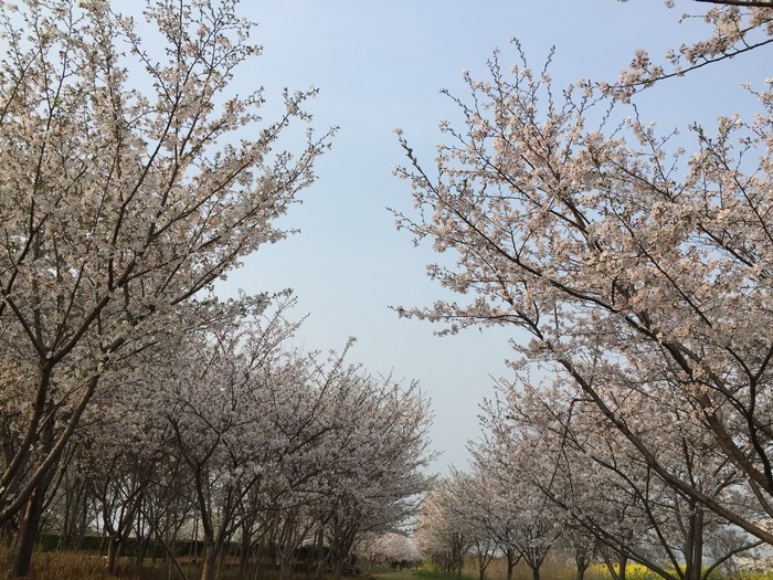 嘉善碧云花海农场 (4).JPG