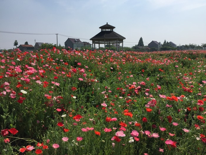 嘉善碧云花海农场 (13).JPG