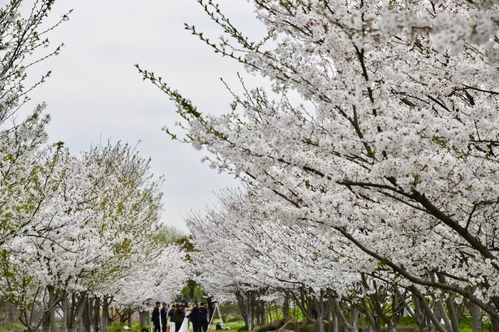 嘉善碧云花海农场 (16).jpg