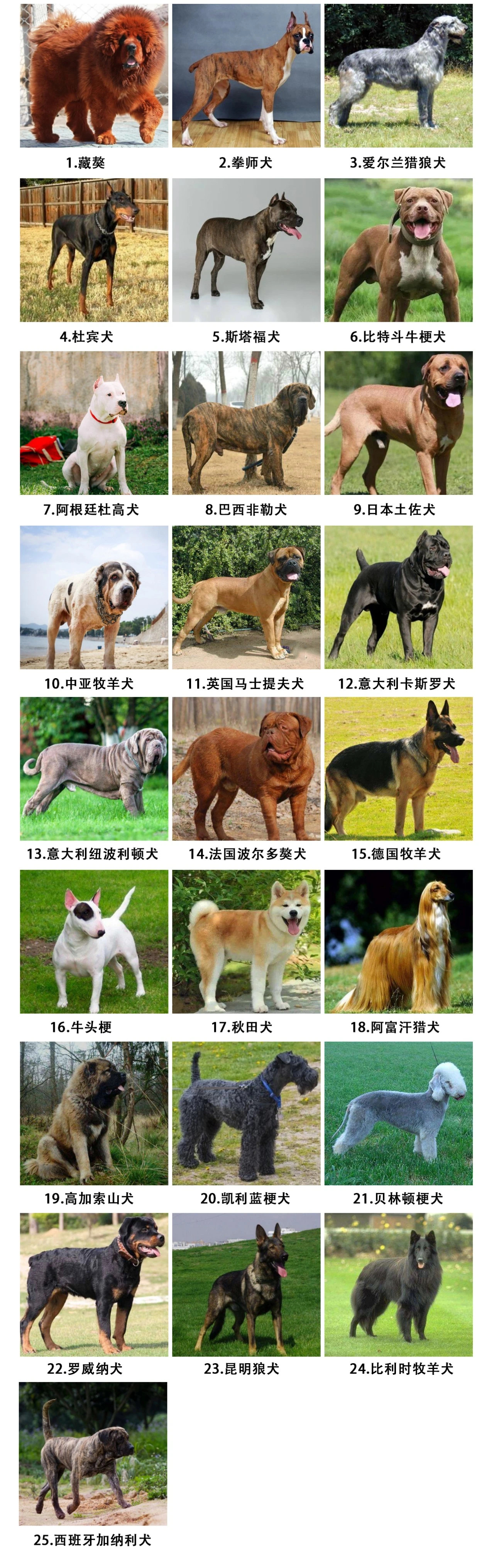 可以家养的大型犬有哪些（适合家养的大型犬排名） – 碳资讯