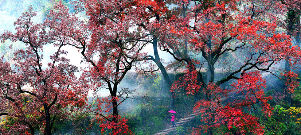 存之不易,堪称佳景"红枫古道之名源于温州文成.