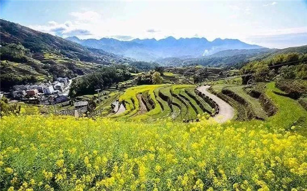 金川梯田油菜花瑞安赏花推荐地:雁荡镇环山村,淡溪镇潭头村,城东街道