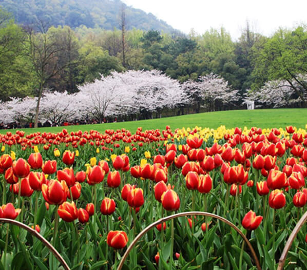 Le parc de Taiziwan