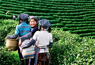 Longjing Tea Plantation