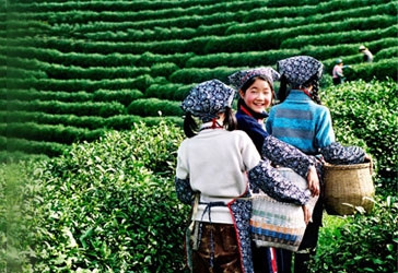 Tea Culture of Hangzhou