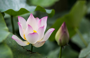 Lotus Flowers – Breezing Us Through History