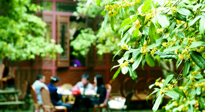 Sweet Osmanthus Rain at Manjuelong Village