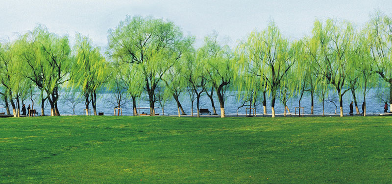 Off-Beaten-Track Sight - Orioles Singing Willows