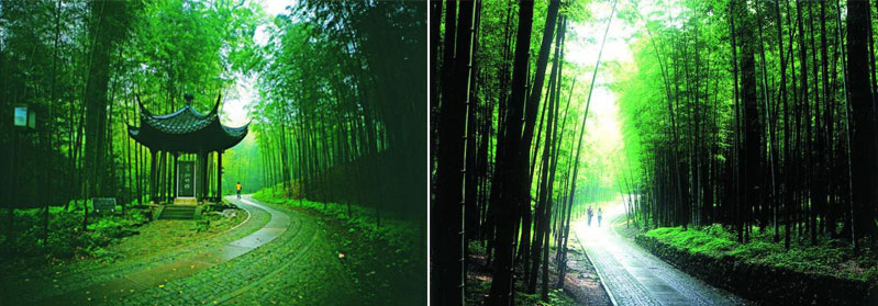 Off-Beaten-Track Sight - Bamboo-Lined Path