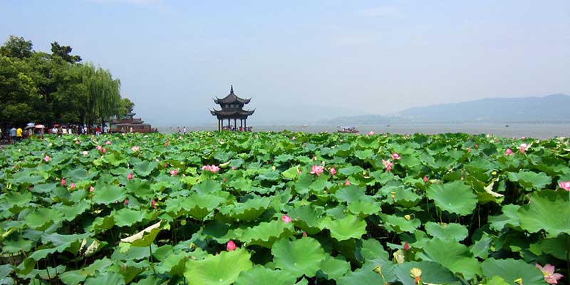 Hangzhou Lotus Flower Viewing Places