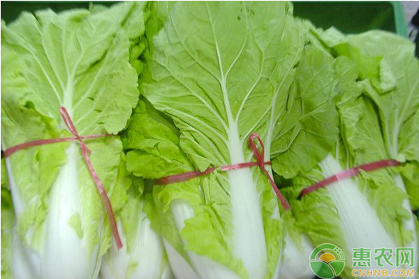 夏季大白菜不包心原因及其解决方法