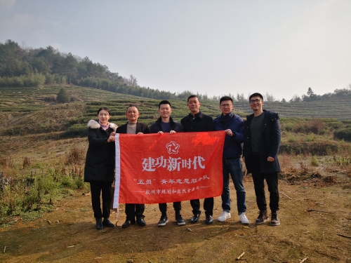 茶园3.jpg