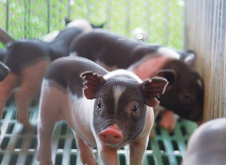 数字化养猪让窝均产仔数提升10％