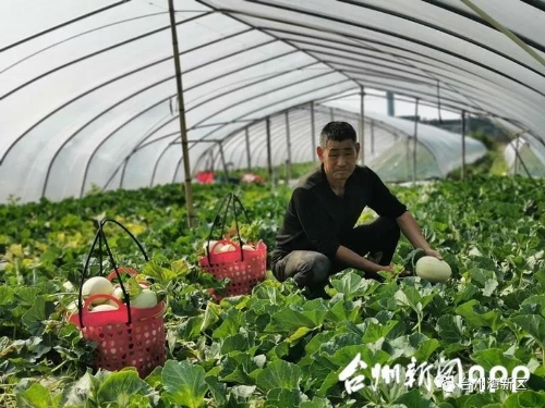 "近日,台州湾新区三甲街道五塘村的甜瓜种植大户陶东友在瓜棚里忙活不