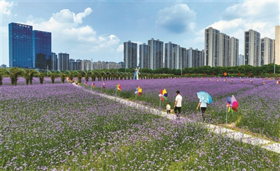 More than 80 acres of verbena blooming in downtown Ninghai