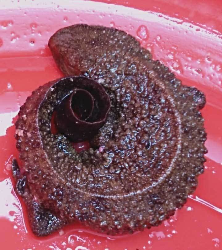 水生动物2.jpg