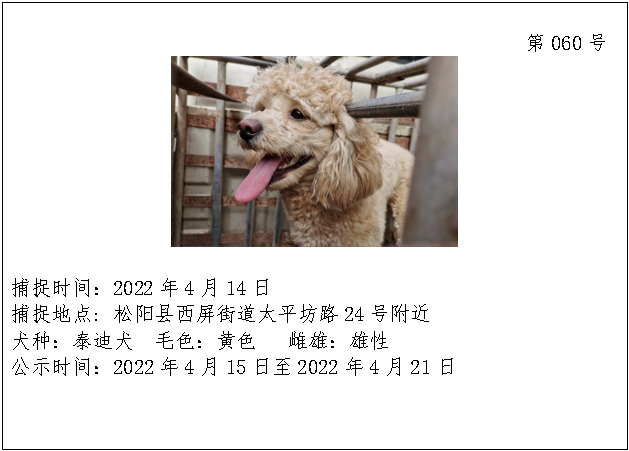 2022年松阳县流浪犬公示(二十四）