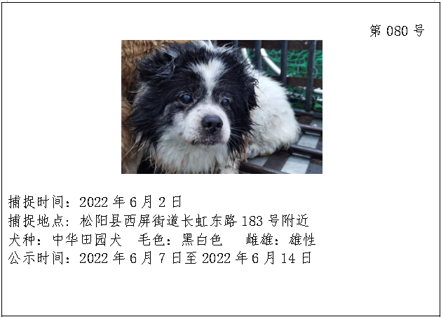 2022年松阳县流浪犬公示(三十六）