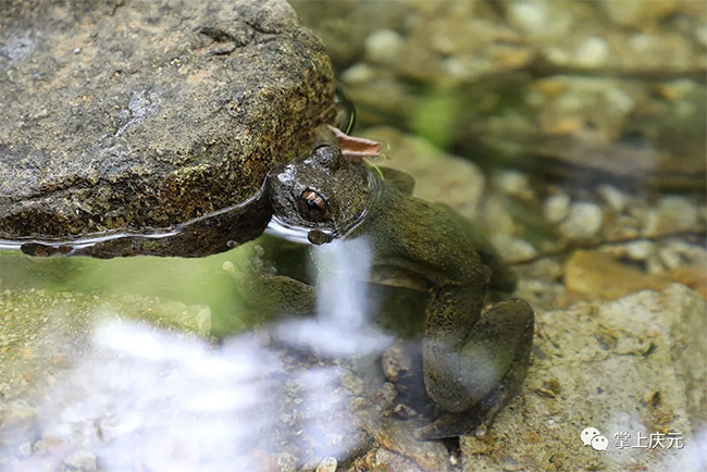 15只野生石蛙回归大自然