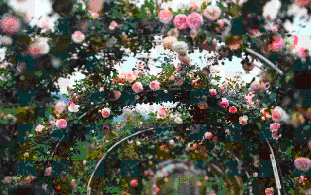 微信图片_20210728112134.gif 微信图片_20210728112134.gif